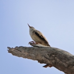 Daphoenositta chrysoptera at Tennent, ACT - 18 Sep 2019