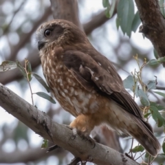 Ninox boobook (Southern Boobook) at Molonglo Gorge - 19 Sep 2019 by rawshorty