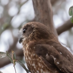 Ninox boobook at Oaks Estate, ACT - 19 Sep 2019 08:21 AM