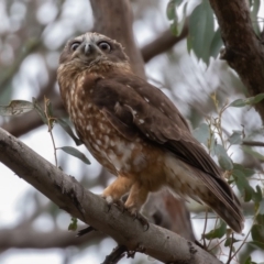 Ninox boobook at Oaks Estate, ACT - 19 Sep 2019 08:21 AM