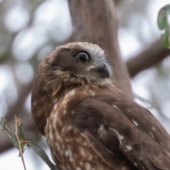 Ninox boobook at Oaks Estate, ACT - 19 Sep 2019 08:21 AM