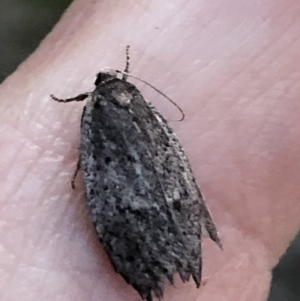 Oecophoridae provisional species 1 at Aranda, ACT - 19 Sep 2019