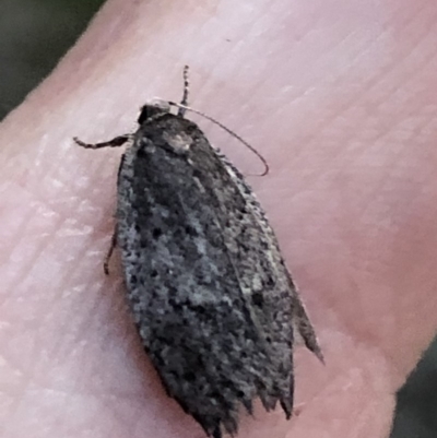 Oecophoridae provisional species 1 at Aranda, ACT - 19 Sep 2019 by Jubeyjubes