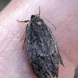 Oecophoridae provisional species 1 at Aranda, ACT - 19 Sep 2019