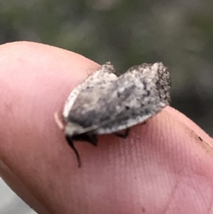 Oecophoridae provisional species 1 at Aranda, ACT - 19 Sep 2019