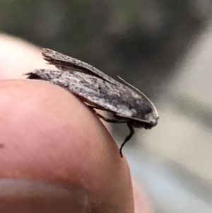 Oecophoridae provisional species 1 at Aranda, ACT - 19 Sep 2019