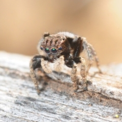 Maratus vespertilio (Bat-like peacock spider) at Majura, ACT - 15 Sep 2019 by Harrisi