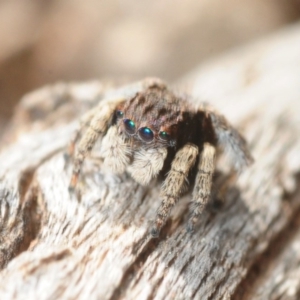 Maratus vespertilio at Majura, ACT - 15 Sep 2019