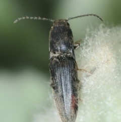 Elateridae sp. (family) (Unidentified click beetle) at Molonglo River Reserve - 19 Sep 2019 by Harrisi