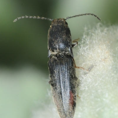 Elateridae sp. (family) (Unidentified click beetle) at Lower Molonglo - 19 Sep 2019 by Harrisi