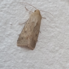 Helicoverpa (genus) (A bollworm) at Watson, ACT - 19 Sep 2019 by AaronClausen