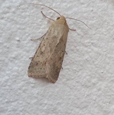 Helicoverpa (genus) (A bollworm) at Watson, ACT - 20 Sep 2019 by AaronClausen