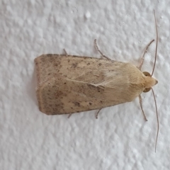 Helicoverpa (genus) at Watson, ACT - 20 Sep 2019 06:46 AM