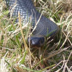 Pseudechis porphyriacus (Red-bellied Black Snake) at Black Range, NSW - 19 Sep 2019 by MatthewHiggins