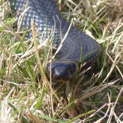Pseudechis porphyriacus (Red-bellied Black Snake) at Black Range, NSW - 19 Sep 2019 by MatthewHiggins
