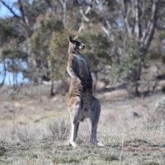 Macropus giganteus (Eastern Grey Kangaroo) at Rendezvous Creek, ACT - 17 Sep 2019 by ChrisHolder