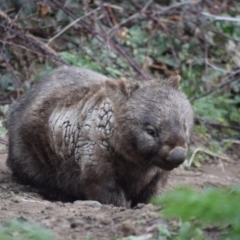 Vombatus ursinus (Bare-nosed Wombat) at Paddys River, ACT - 19 Sep 2019 by ChrisHolder
