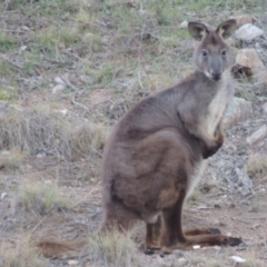 Osphranter robustus robustus (Eastern Wallaroo) at Tennent, ACT - 17 Sep 2019 by michaelb