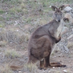 Osphranter robustus (Wallaroo) at Tennent, ACT - 17 Sep 2019 by michaelb