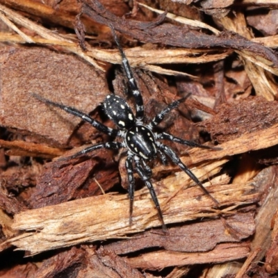 Nyssus albopunctatus (White-spotted swift spider) at Acton, ACT - 13 Sep 2019 by TimL