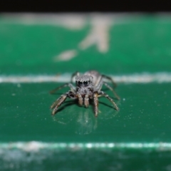 Salticidae (family) (Jumping spider) at Hackett, ACT - 13 Sep 2019 by TimL