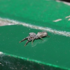 Salticidae (family) at Hackett, ACT - 13 Sep 2019 12:03 PM