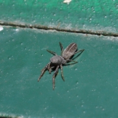 Salticidae (family) at Hackett, ACT - 13 Sep 2019 12:03 PM