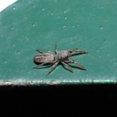 Salticidae (family) at Hackett, ACT - 13 Sep 2019