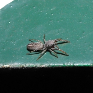 Salticidae (family) at Hackett, ACT - 13 Sep 2019 12:03 PM