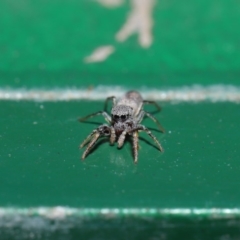 Salticidae (family) at Hackett, ACT - 13 Sep 2019 12:03 PM