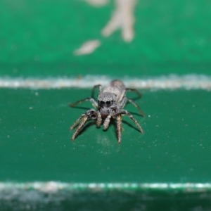 Salticidae (family) at Hackett, ACT - 13 Sep 2019