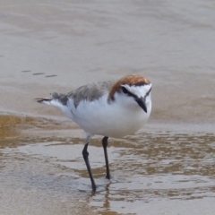 Anarhynchus ruficapillus (Red-capped Plover) at Mogareeka, NSW - 9 Feb 2019 by MatthewHiggins