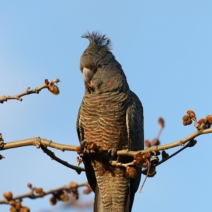 Callocephalon fimbriatum at Chifley, ACT - 20 Sep 2019