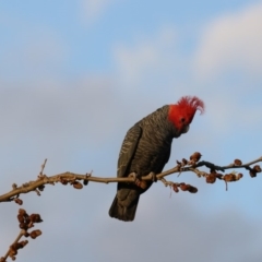 Callocephalon fimbriatum at Chifley, ACT - suppressed