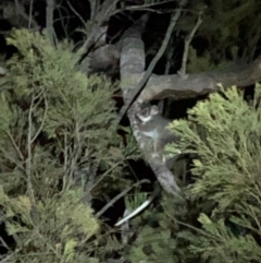 Pseudocheirus peregrinus at Hackett, ACT - 20 Sep 2019