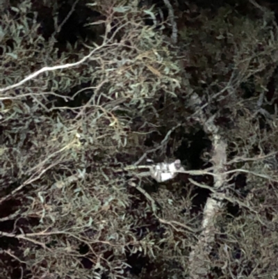 Pseudocheirus peregrinus (Common Ringtail Possum) at Hackett, ACT - 20 Sep 2019 by Jubeyjubes