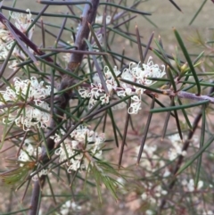 Hakea sericea (Needlebush) at Majura, ACT - 20 Sep 2019 by JaneR