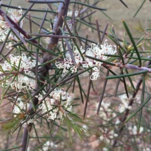 Hakea sericea at Majura, ACT - 20 Sep 2019 04:51 PM