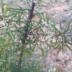 Hakea sericea at Majura, ACT - 20 Sep 2019