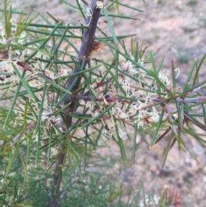 Hakea sericea at Majura, ACT - 20 Sep 2019 04:51 PM