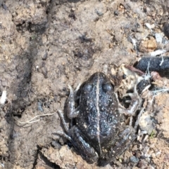 Limnodynastes tasmaniensis (Spotted Grass Frog) at Majura, ACT - 20 Sep 2019 by jb2602