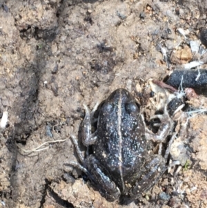 Limnodynastes tasmaniensis at Majura, ACT - 20 Sep 2019 10:54 AM