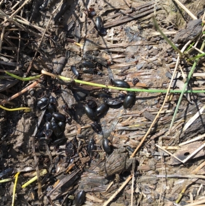 Crinia signifera (Common Eastern Froglet) at Majura, ACT - 20 Sep 2019 by jbromilow50