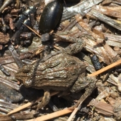 Crinia signifera (Common Eastern Froglet) at Majura, ACT - 20 Sep 2019 by jb2602