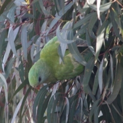 Polytelis swainsonii (Superb Parrot) at Deakin, ACT - 19 Sep 2019 by LisaH