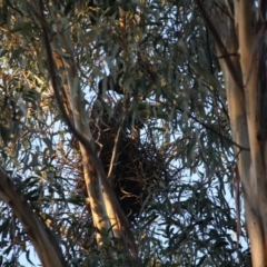 Corvus coronoides (Australian Raven) at Hughes, ACT - 20 Sep 2019 by LisaH