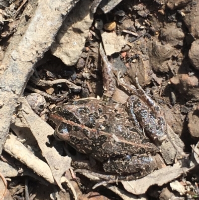 Limnodynastes tasmaniensis (Spotted Grass Frog) at Majura, ACT - 20 Sep 2019 by jbromilow50