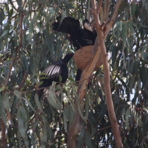 Corcorax melanorhamphos at Hughes, ACT - 20 Sep 2019