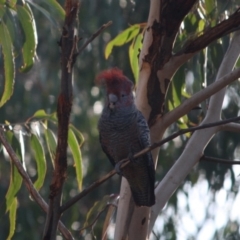 Callocephalon fimbriatum (Gang-gang Cockatoo) at Hughes, ACT - 19 Sep 2019 by LisaH