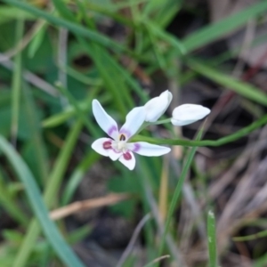 Wurmbea dioica subsp. dioica at Deakin, ACT - 20 Sep 2019 04:47 PM